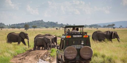 Panthera-photo-safaris-tanzania-pioneer-4-of-17