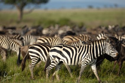 Serengeti021