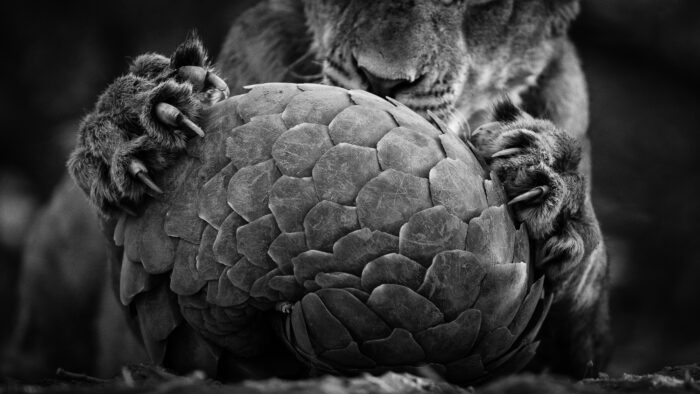 Photographed by award-winning Lance van der Vyver from Panthera Photo Safaris.