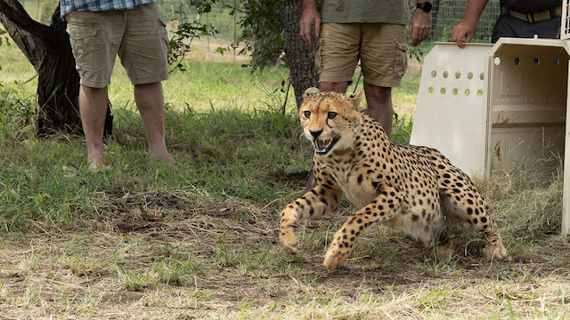 Predator Collar conservation project supported by Panthera Photo Safaris