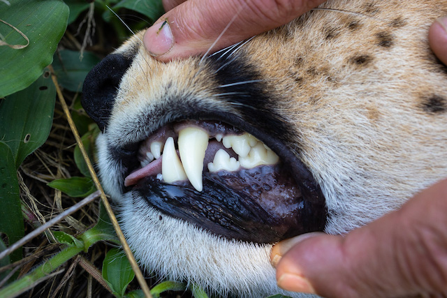 Predator Collar conservation project supported by Panthera Photo Safaris