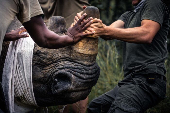 Rhino dehorning conservation project supported by Panthera Photo Safaris