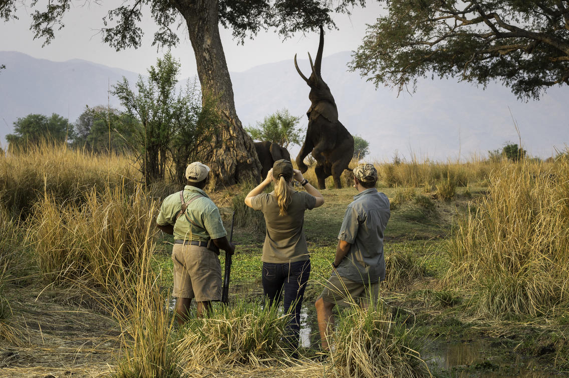 Photographed in Ruckomechi by award-winning Lance van der Vyver from Panthera Photo Safaris.