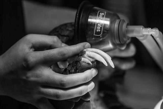 pangolin rehabilitation conservation project supported by Panthera Photo Safaris