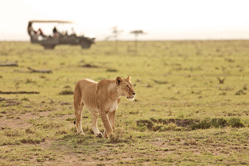 Photographed in Naboisho by award-winning Lance van der Vyver from Panthera Photo Safaris.
