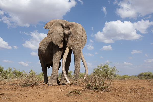 Amboseli-elephant-craig-panthera-photo-safaris
