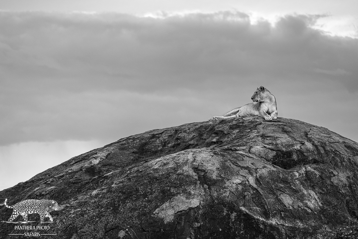 Lions on rocks kopjes serengeti
