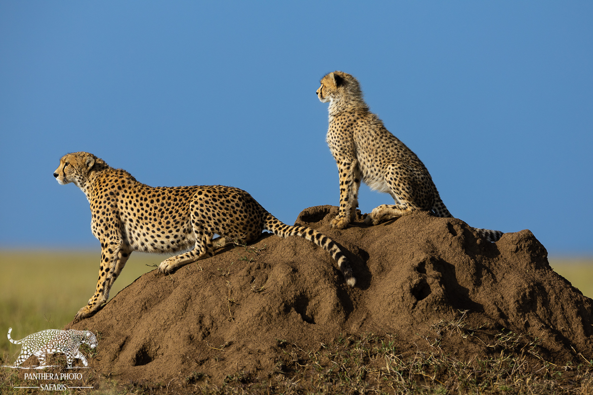 Cheetah photographed by lance van de Vyver