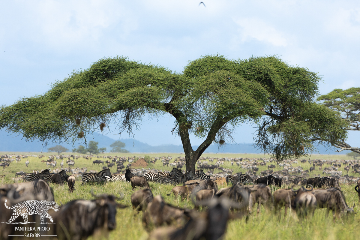 Huge herds of zebra and wildebeest in the migration