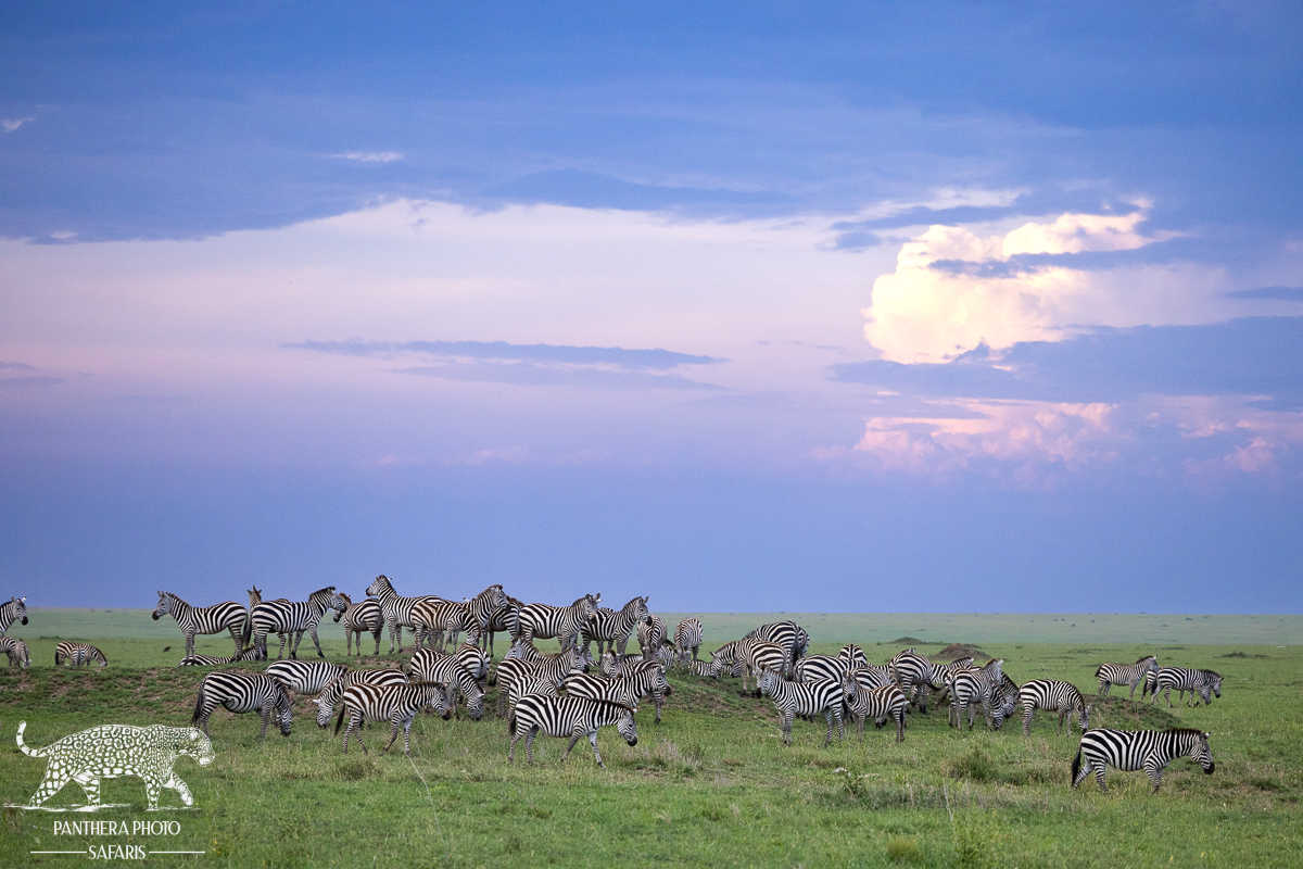 Zebra in the central Serengeti