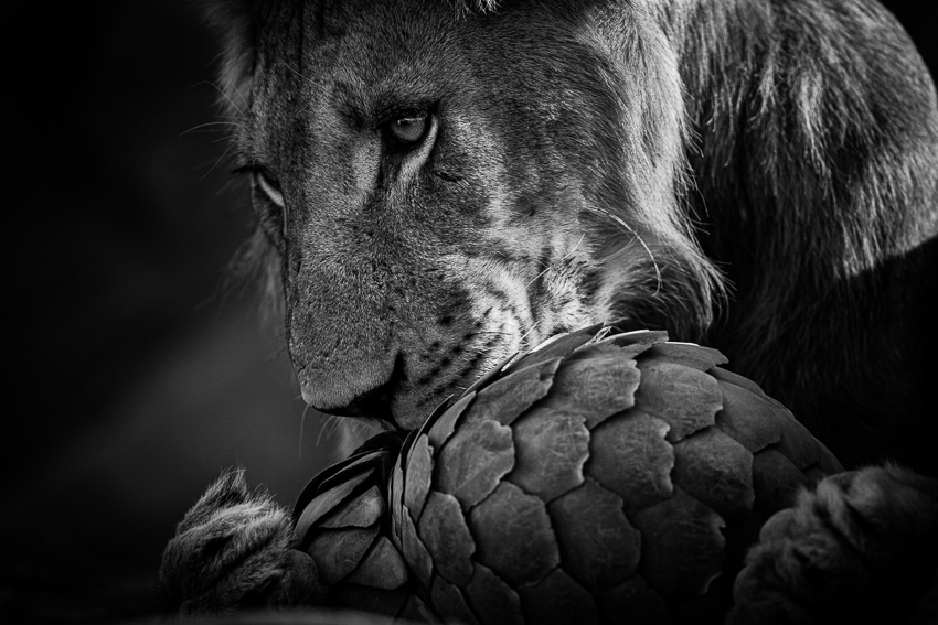 Award-winning photograph of lion grasping pangolin photographed by Lance van der Vyver