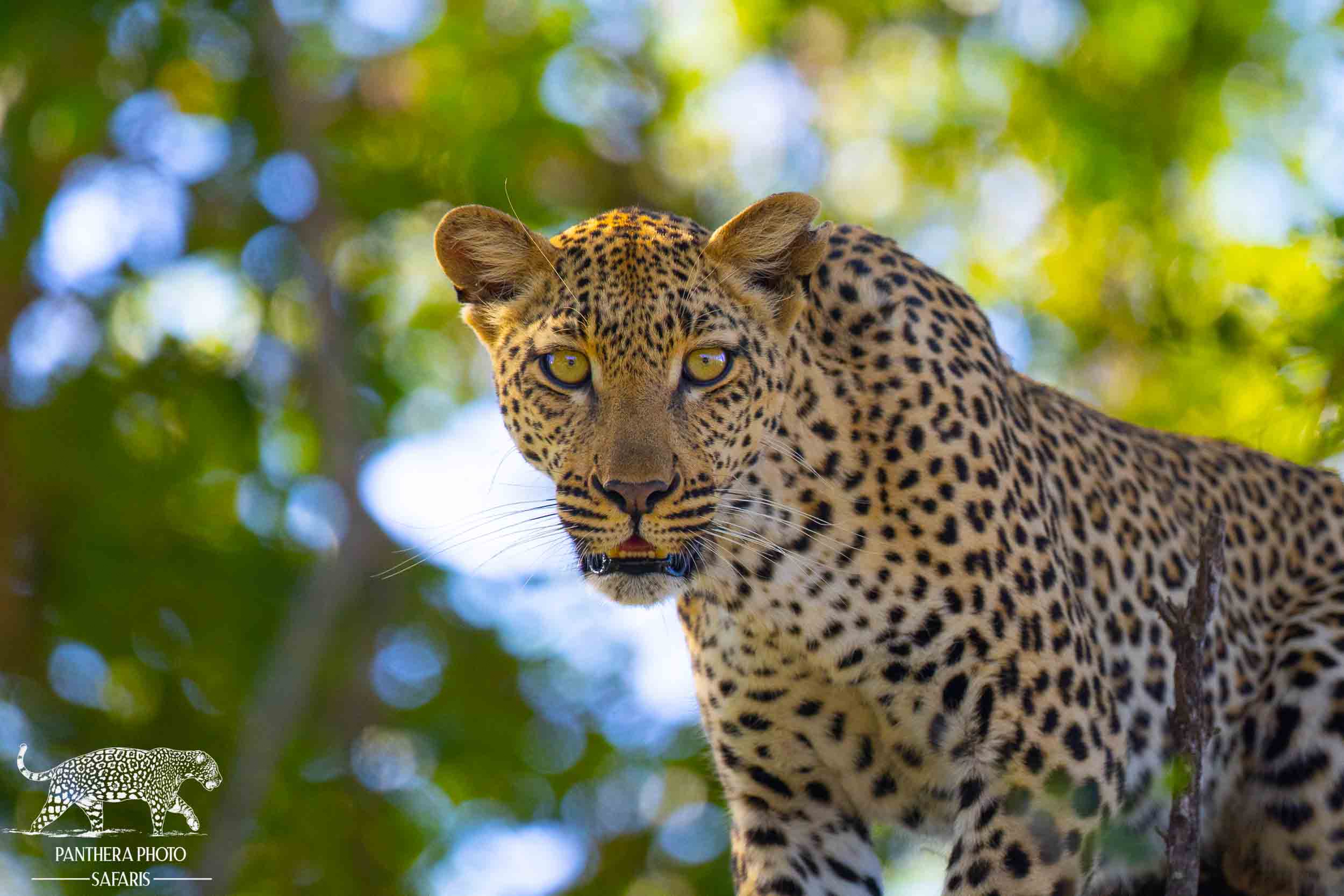 Leopard in a tree