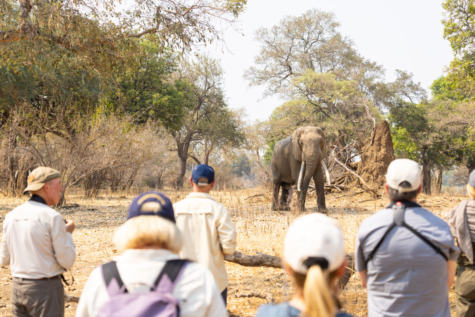 Guests walking with Boswell in Mana Pools