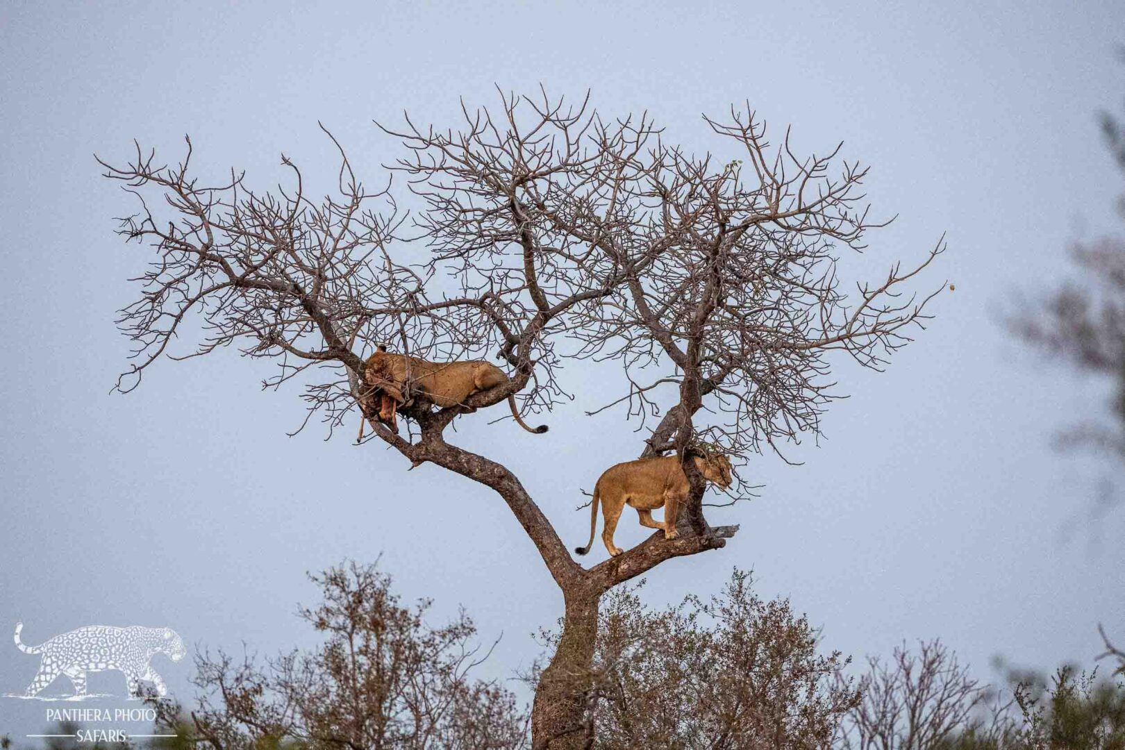 Kambaku River Lodge Aug 2023 Trip Report