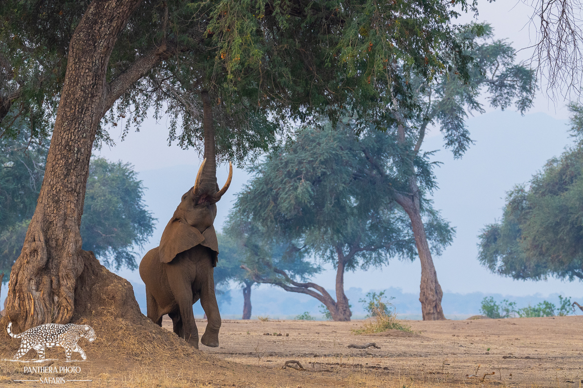 Elephant in the blue forest with Panthera Photo Safaris