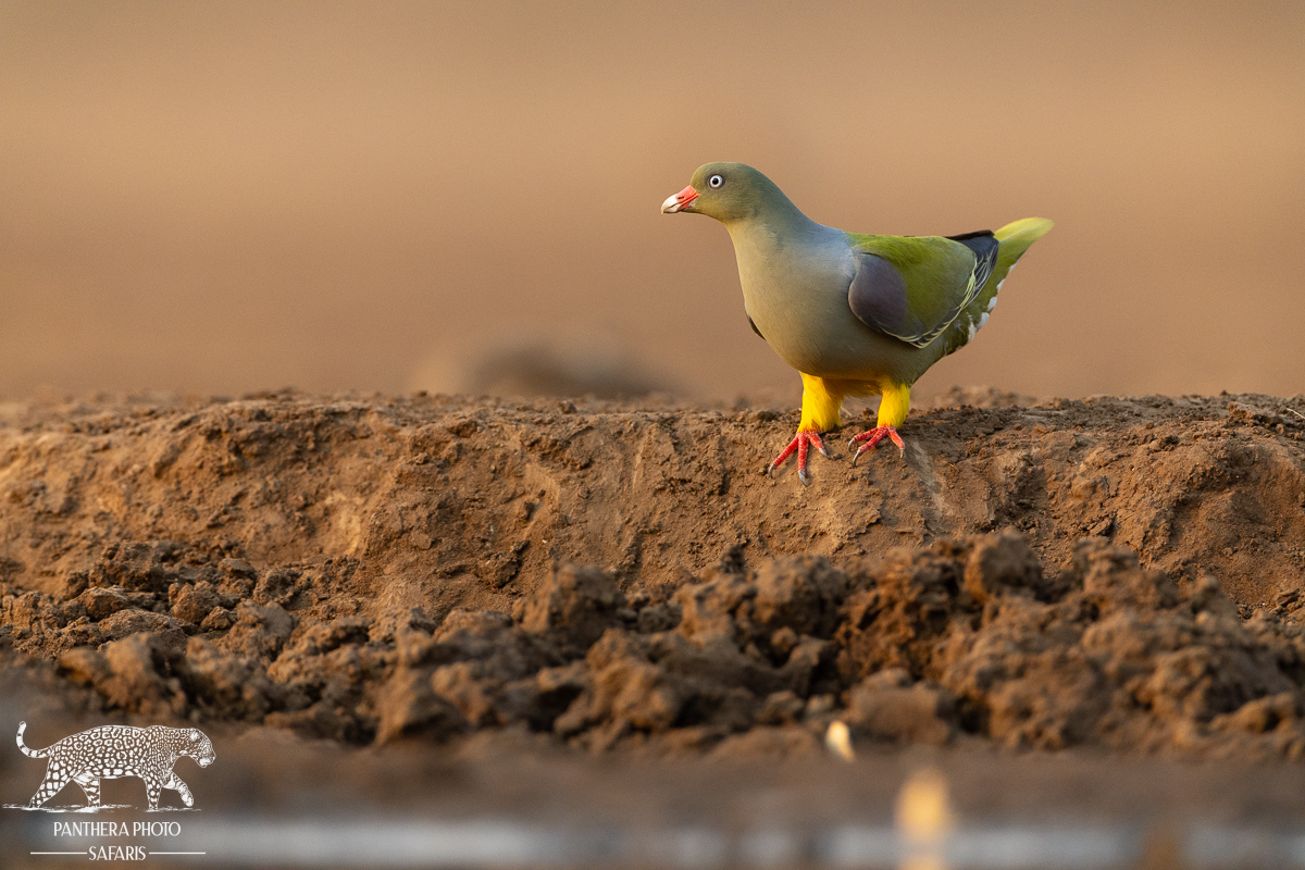 Green Pidgeon Panthera Photo Safaris