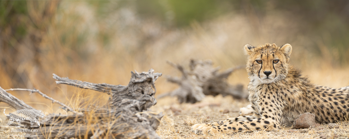 Cheetah Panthera Photo Safaris