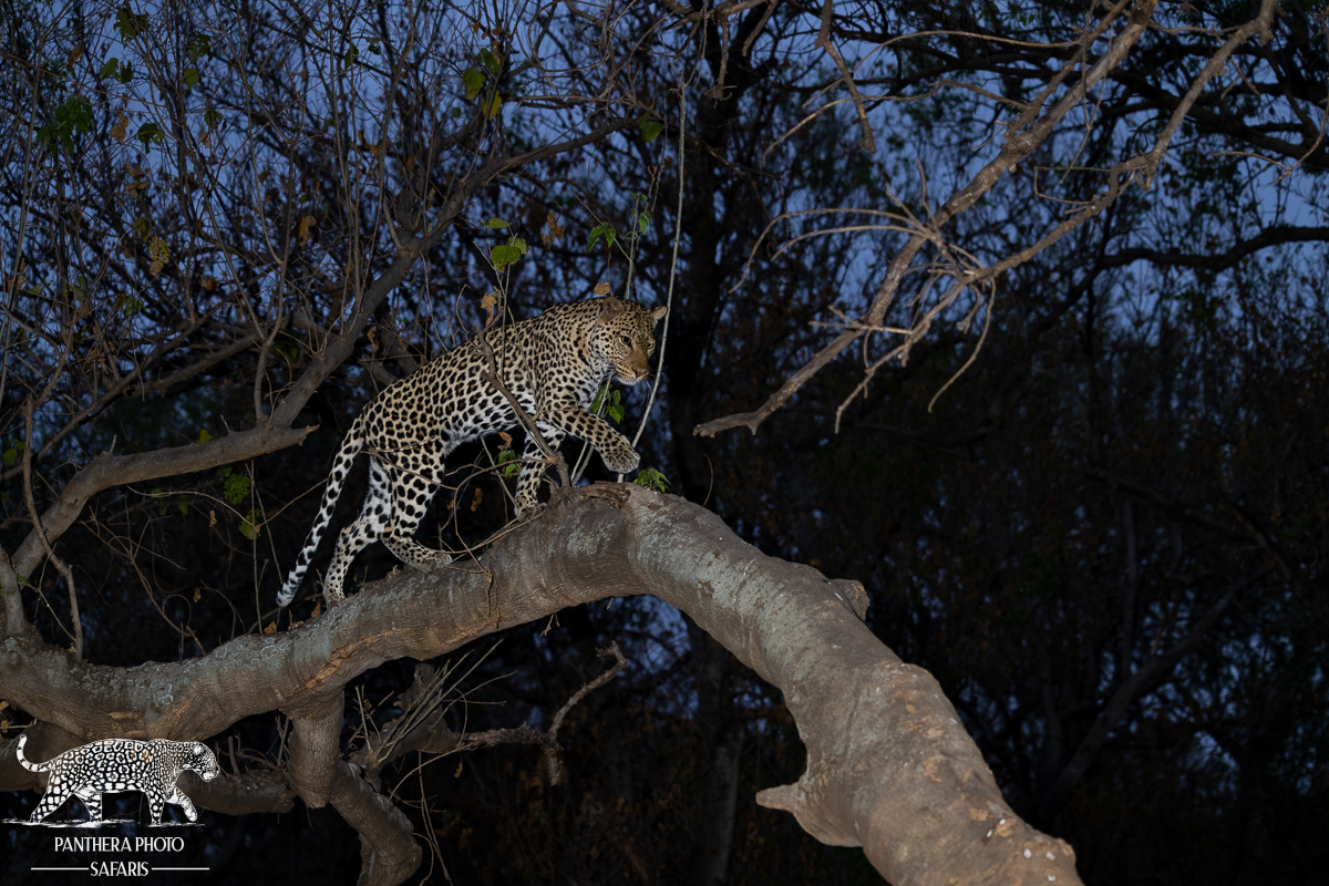 A Photographic Paradise: 9 Nights at Mashatu