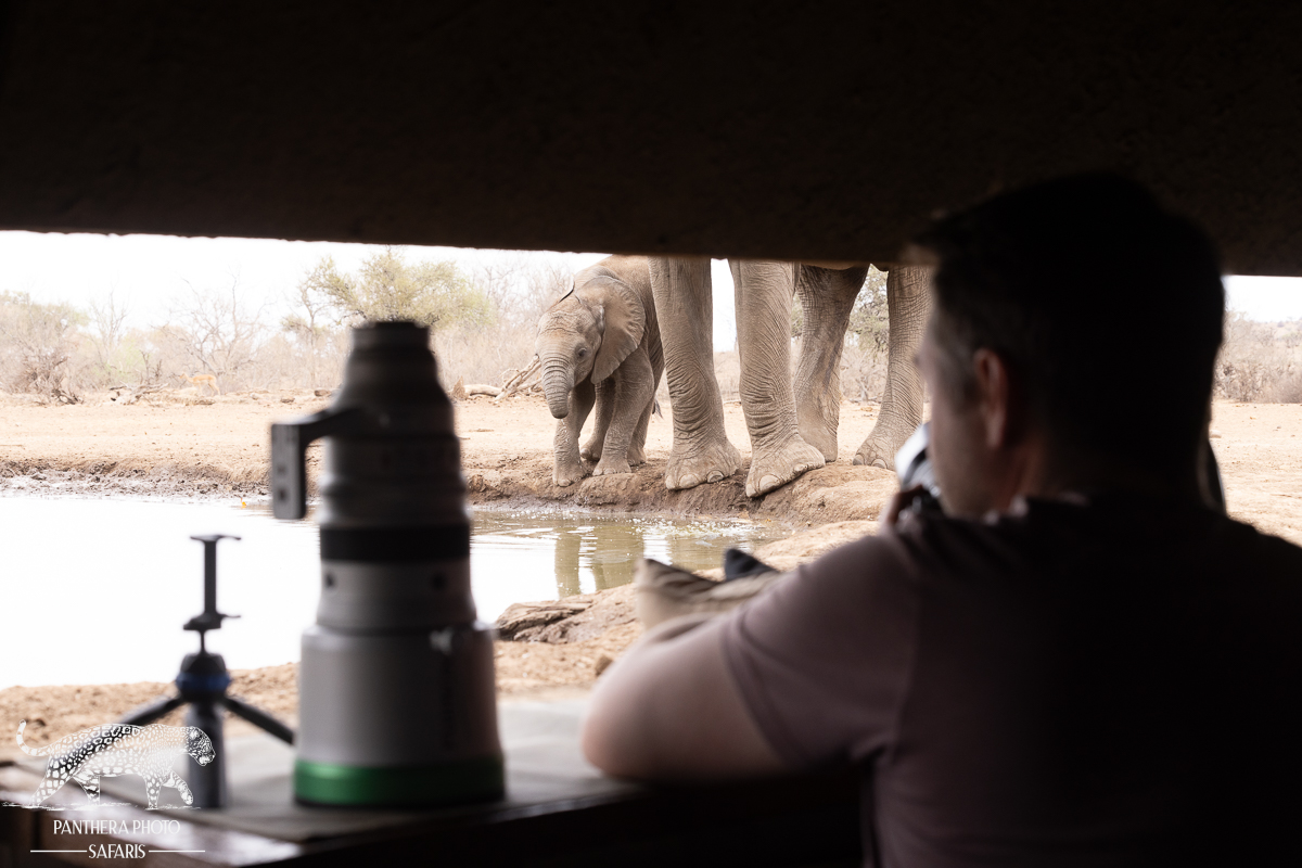 Hide  Panthera Photo Safaris