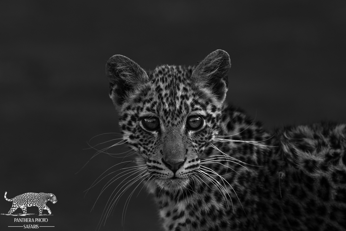 Leopard Panthera Photo Safaris