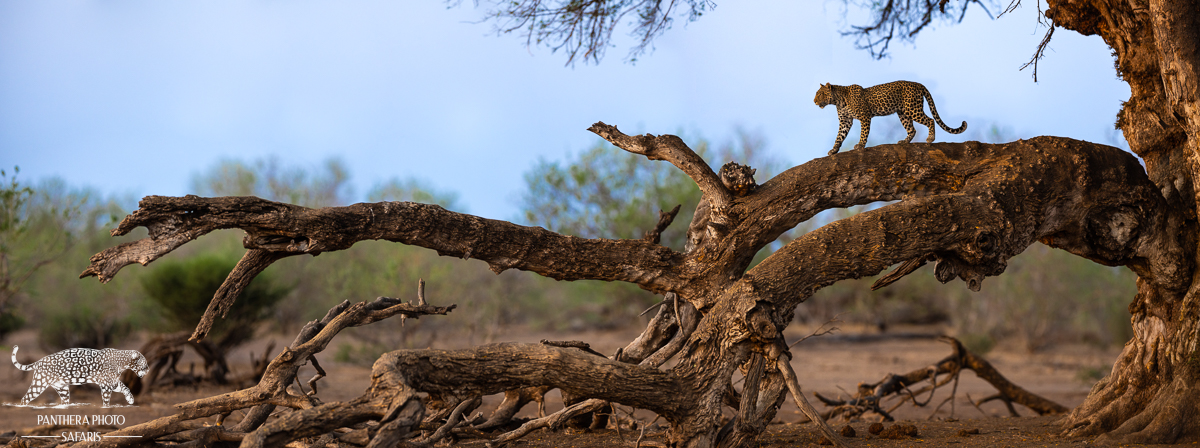 Leopard Panthera Photo Safaris