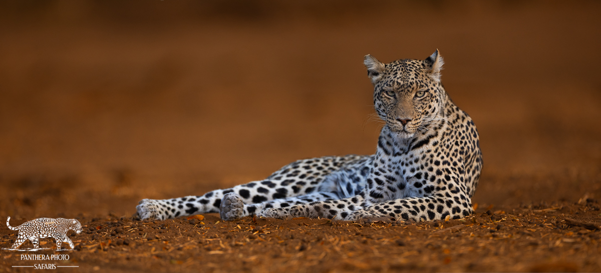 Leopard Panthera Photo Safaris