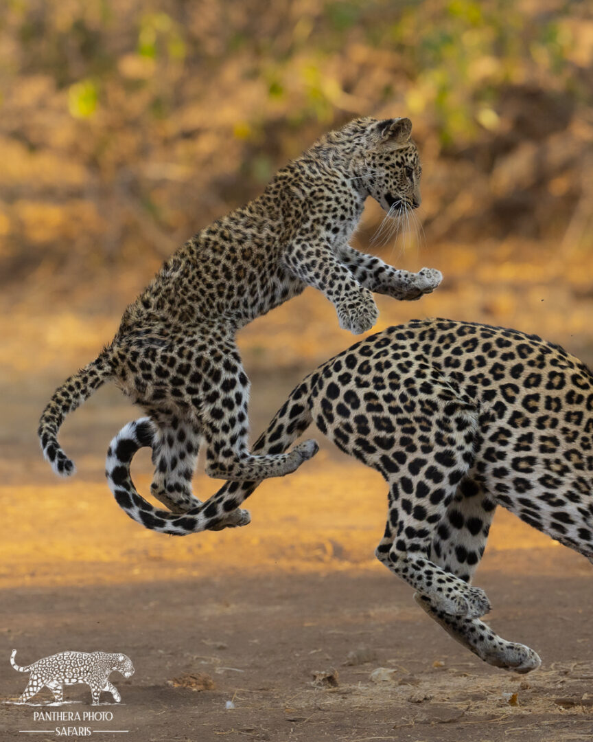 Leopard Panthera Photo Safaris