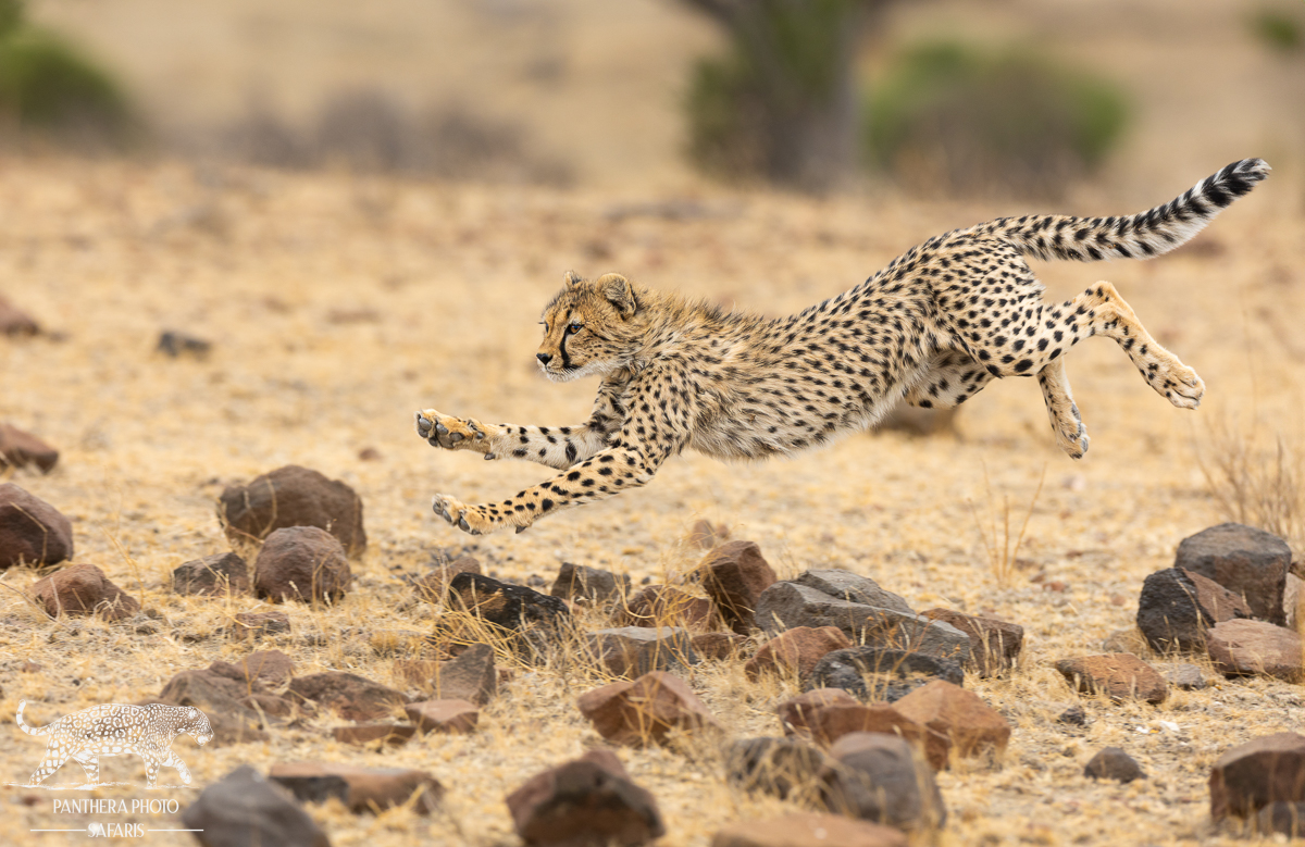 cheetah at mashatu with Panthera Photo Safaris