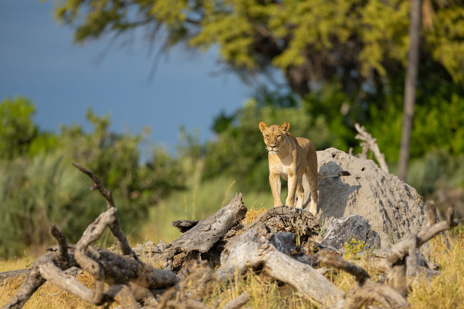 Panthera-photo-safaris- Okavango-Delta (1 of 1)