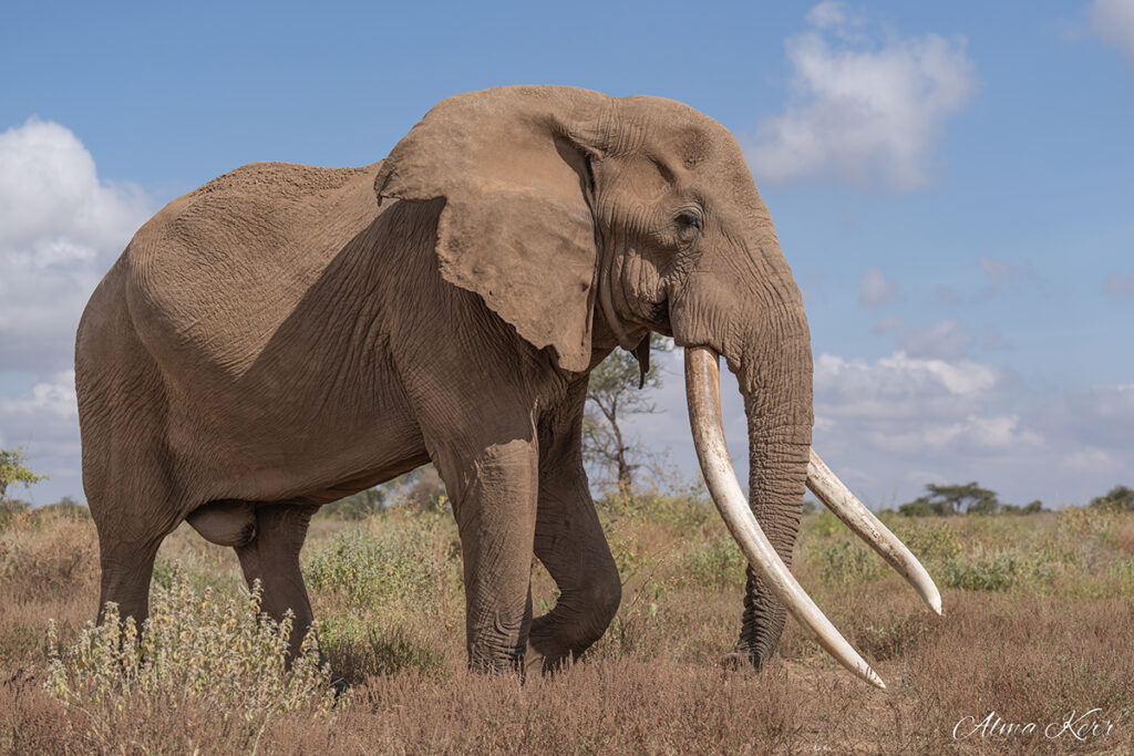 Amboseli Guest Blog