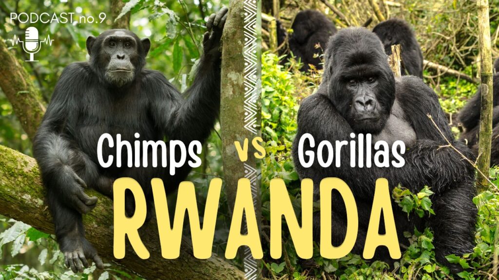 Trekking Chimpanzees & Gorillas in RWANDA!