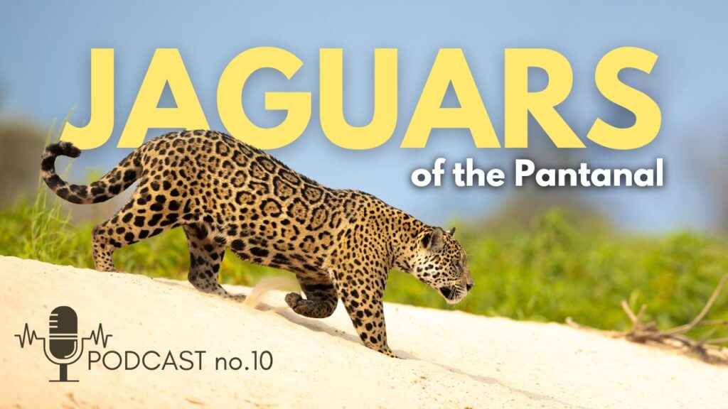 Photographing JAGUARS in the PANTANAL!