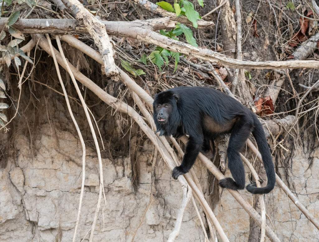 Brazil Safari – Guest Blog – Lynne Hopkins