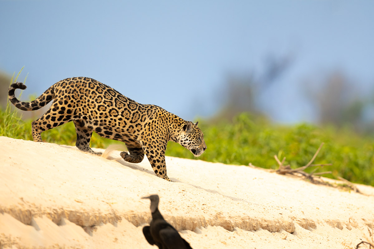 Brazil photo safari Brazil photo tour Jaguar