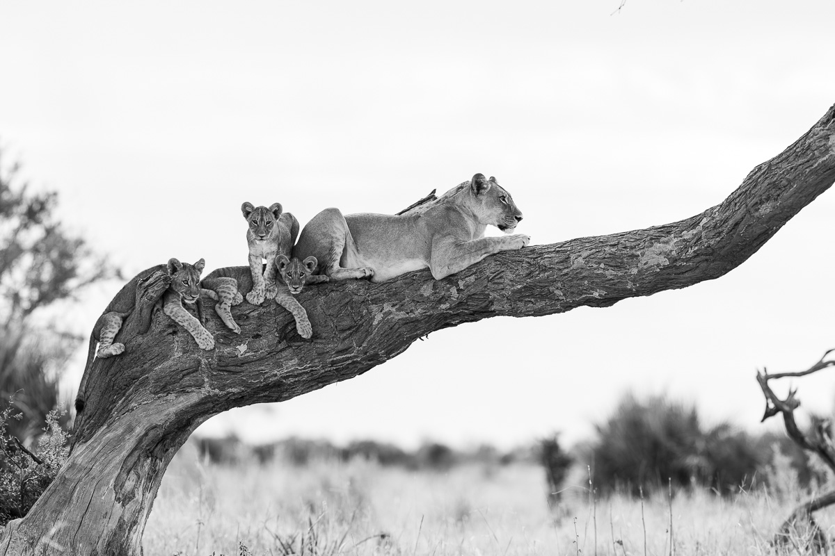 lions in tree