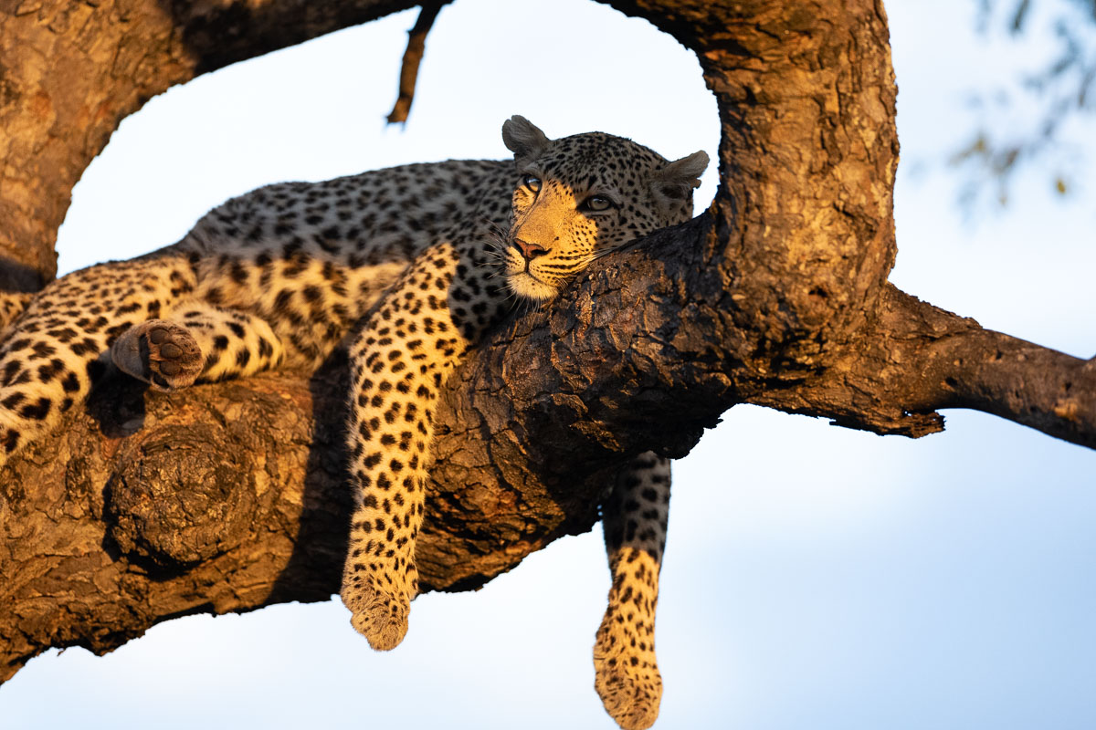 Sabi Sands leopard in tree photographed lance van de Vyver from Panthera Photo Safaris