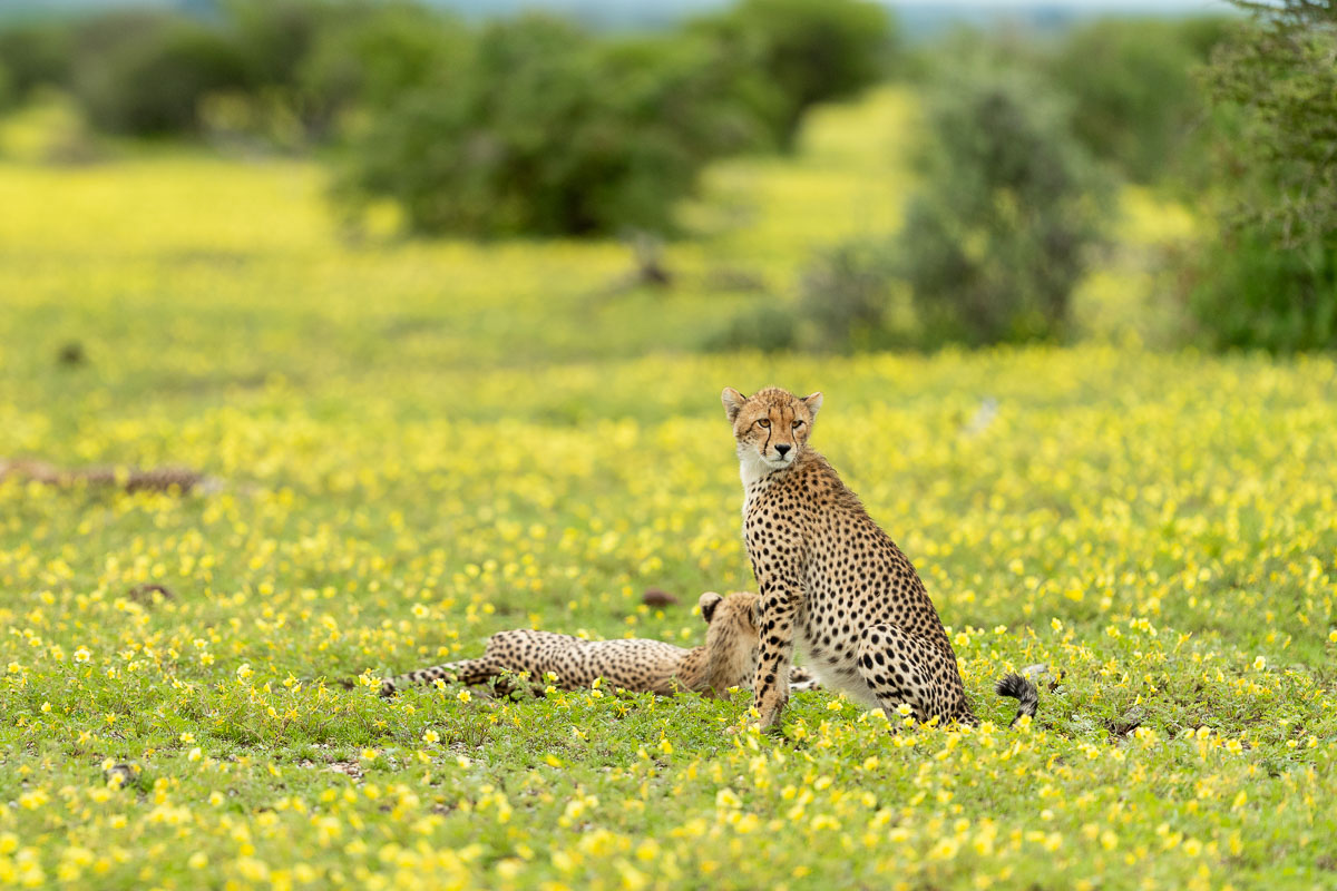 Cheetahs in yellow devil thorn flowers, Mashatu. Photographed by Lance van de Vyver of Panthera Photo Safaris