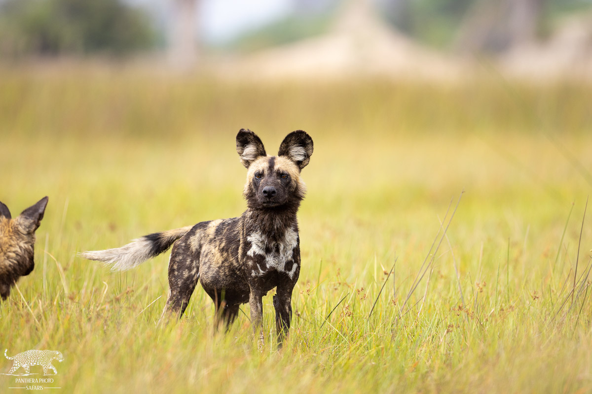 Wild Dog