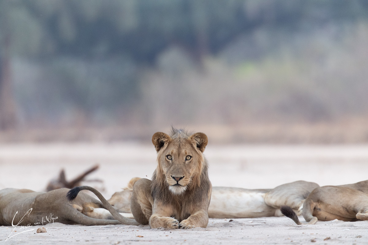 Panthera Photo Safaris - Mana Pools - Lion