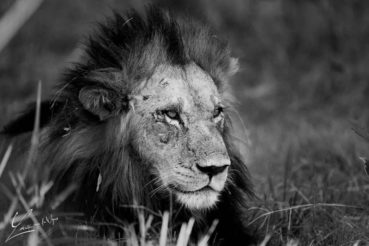 Panthera Photo Safaris - Okavango - Lion