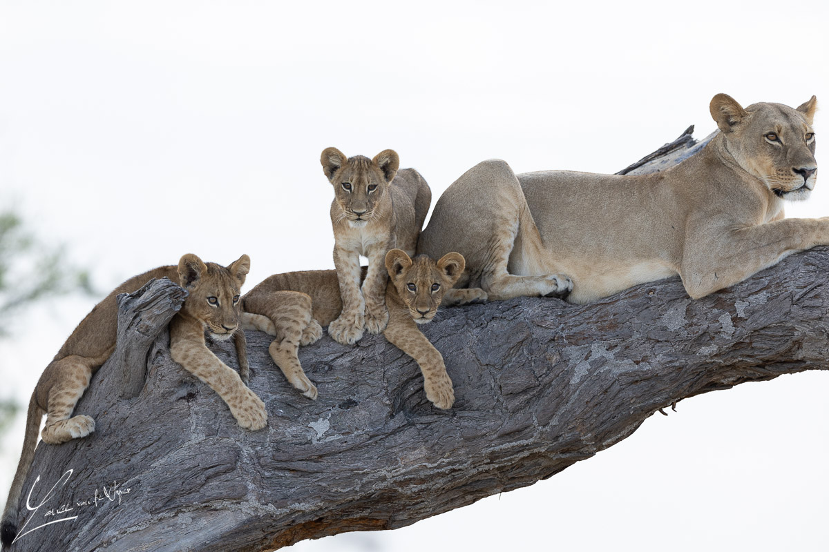 Panthera Photo Safaris - Okavango - Lion