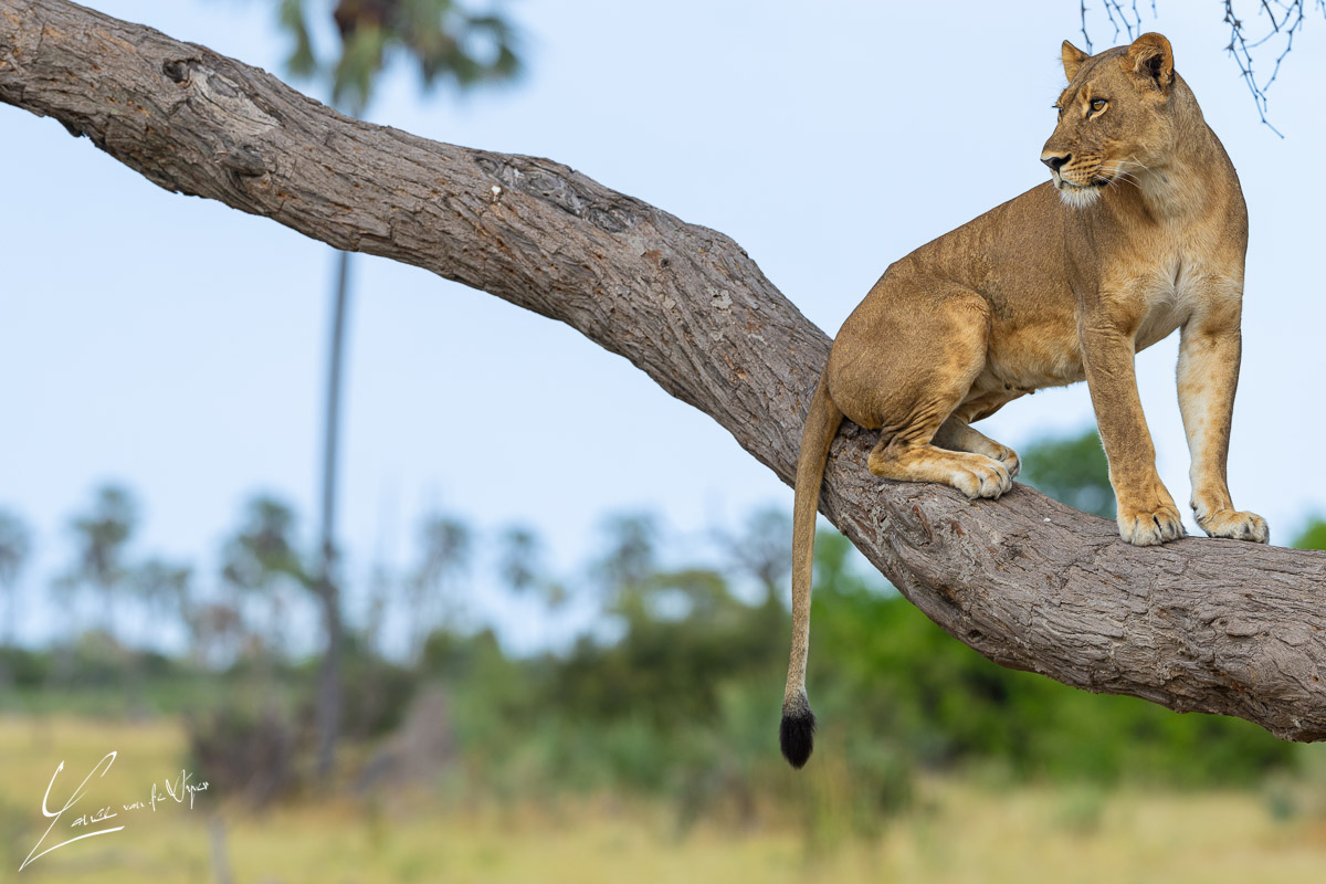 Panthera Photo Safaris - Okavango - Lion
