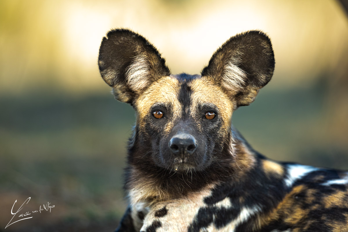 Panthera Photo Safaris - South Luangwa - Wild Dog