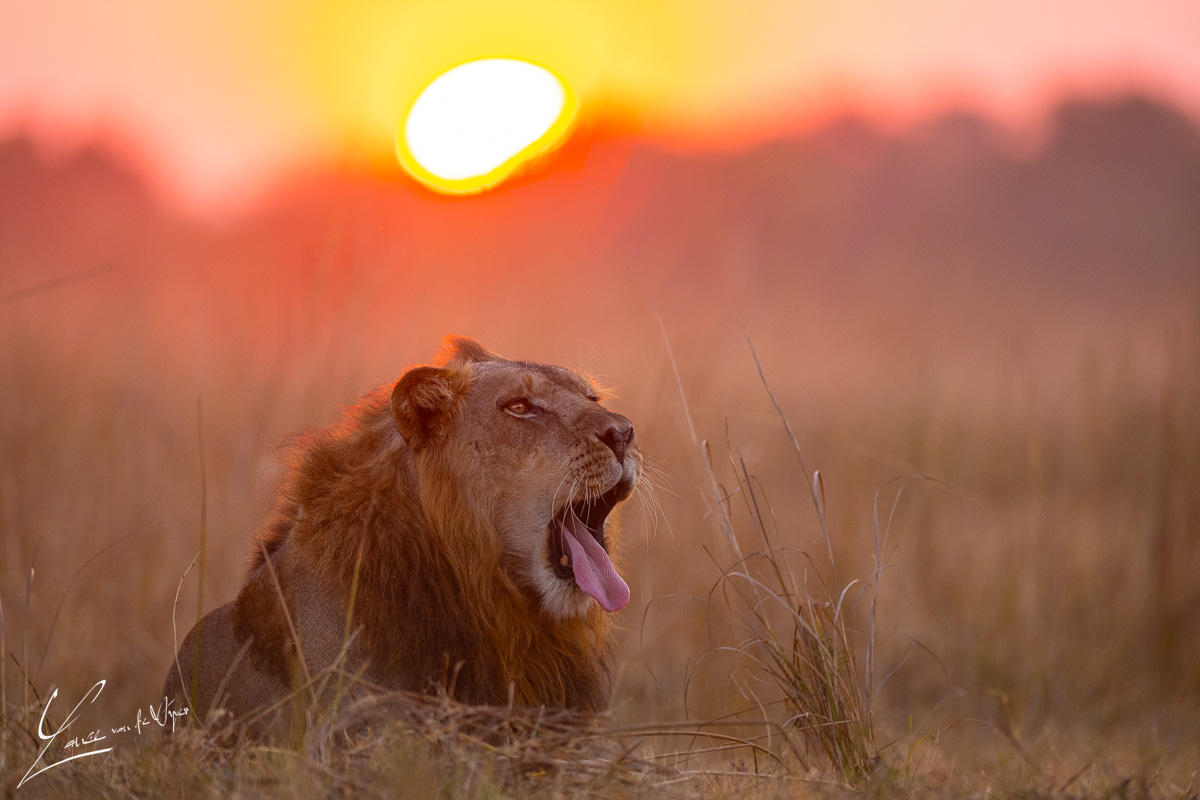 Panthera Photo Safaris - South Luangwa - Lion