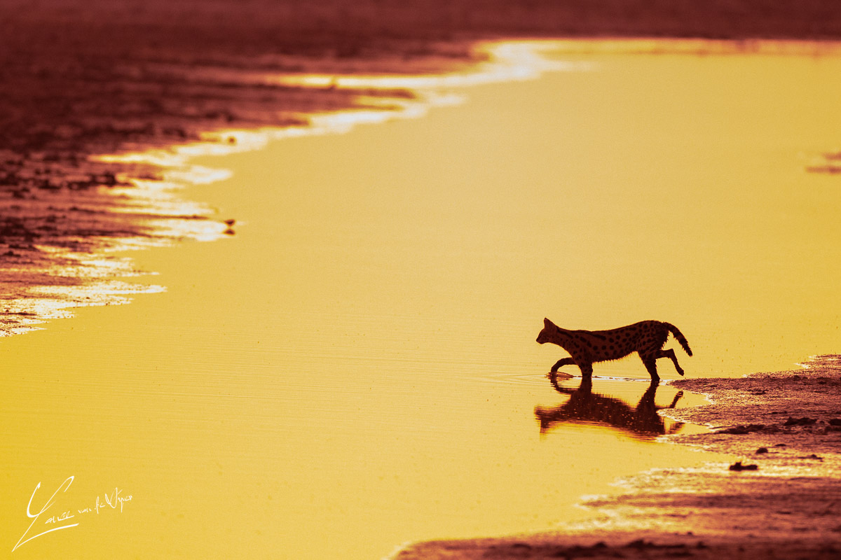 Panthera Photo Safaris - Amboseli - Serval