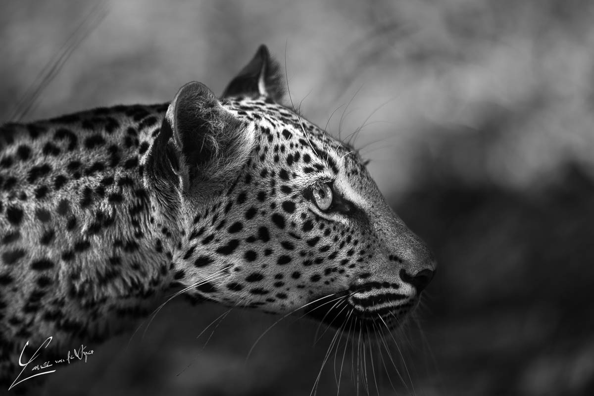 Panthera Photo Safaris - South Luangwa - Leopard