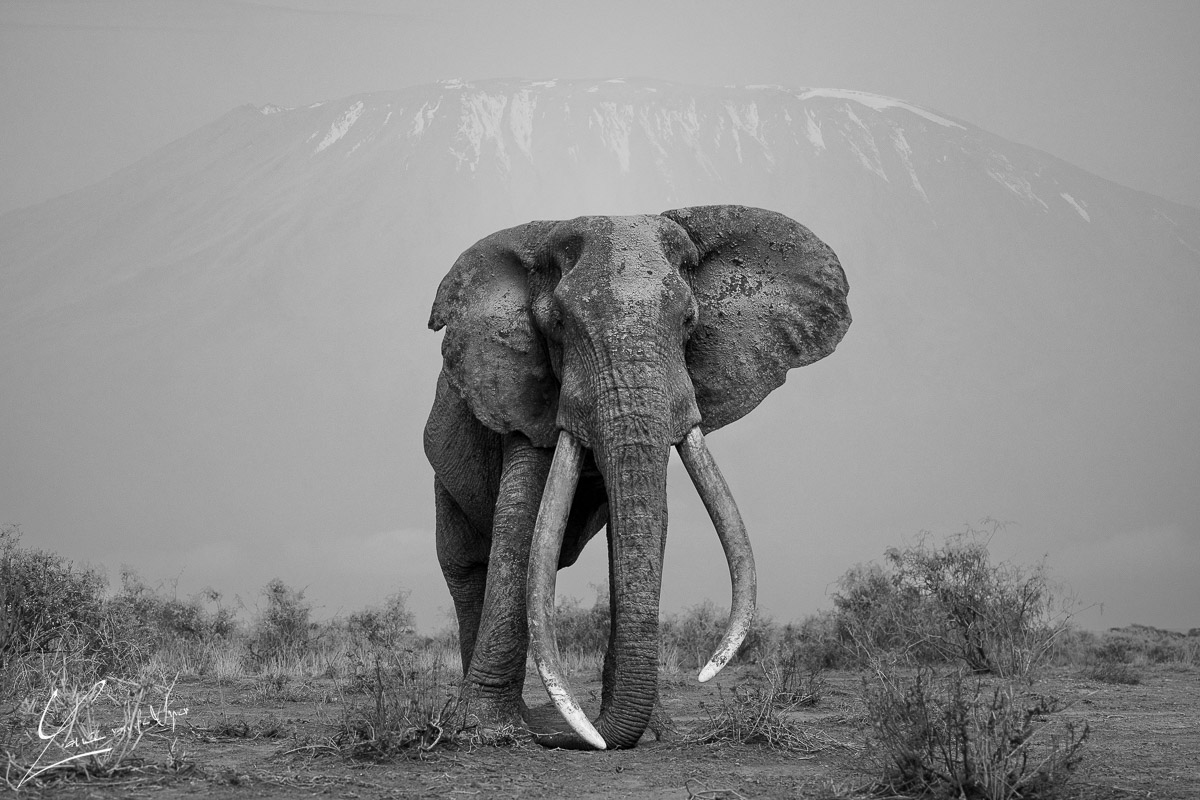 Panthera Photo Safaris - Amboseli - Elephant - Craig
