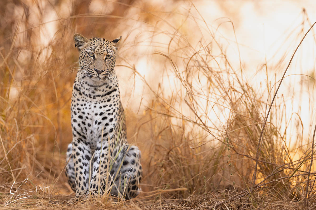 Panthera Photo Safaris - South Luangwa - Leopard