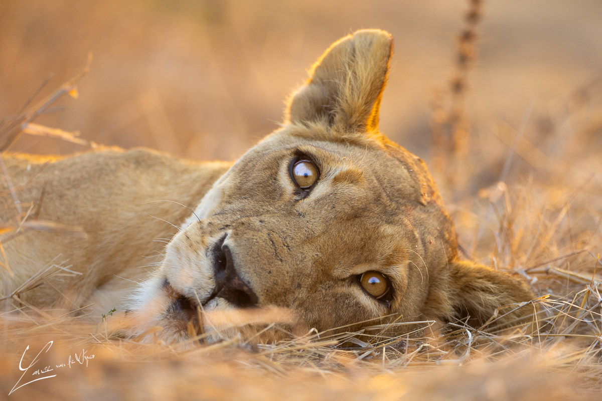 Panthera Photo Safaris - South Luangwa - Lion