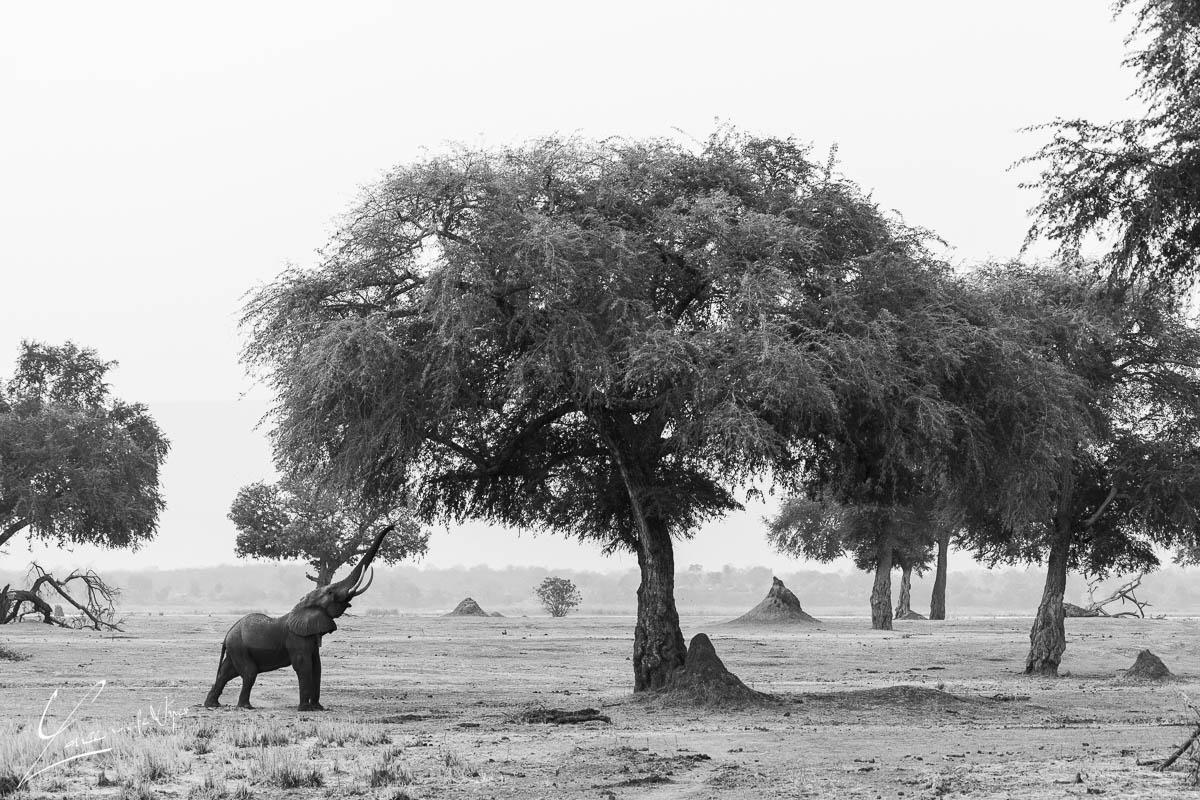 Panthera Photo Safaris - Mana Pools - Elephant